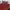 VANS Streetwear Casual Sneakers Pria Red Black
