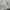 Prada Vintage Luxury Tote bag Wanita tan photo 3