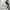 Independent Trucks Streetwear Skater Hoody Pria gray photo 8