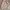 Uniqlo Minimalist Casual Sweatshirt Wanita tan cream photo 2