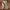 Vintage Culotte Wanita tan photo 2