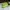 Sportswear Pria Green