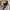 Polo Ralph Lauren Casual Formal shirt Pria tan photo 6