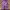 Forever 21 Skater Sportswear Tracksuit Pria purple white photo 2