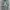 Sage Vintage Jeans Pria white gray photo 1
