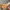 Converse Streetwear Skater Sneakers Pria yellow photo 2