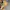 Converse Streetwear Skater Sneakers Pria yellow photo 1
