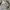 COSTUME O'CLOCK Minimalist Casual Casual pants Pria cream tan photo 4