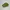 Puma Casual Sneakers Pria green photo 3