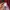 Japanese brand Avant Garde Midi dress Wanita burgundy photo 6