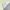 Polo Ralph Lauren Casual Polo Shirt Pria White