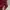 Shein Streetwear T-shirt Wanita burgundy photo 2