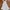 Fairy Coquette Maxi dress Wanita white photo 7