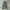 Avant Garde Formal pants Pria green tan photo 1