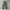 Avant Garde Formal Pants Pria Green Tan