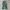 Avant Garde Formal pants Pria green tan photo 3
