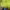 Le Coq Sportif Streetwear Fleece Pria yellow photo 5
