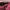 PLAC Casual Casual pants Pria burgundy photo 3