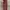 PLAC Casual Casual Pants Pria Burgundy