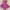 Fairy Summer dress Wanita pink photo 4