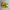 Onitsuka Tiger Sportswear Casual Sneakers Wanita Yellow