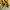 Onitsuka Tiger Sportswear Casual Sneakers Wanita yellow photo 6