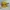 Onitsuka Tiger Sportswear Casual Sneakers Wanita yellow photo 1