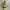 Onitsuka Tiger Sportswear Casual Sneakers Wanita yellow photo 4