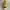 Onitsuka Tiger Sportswear Casual Sneakers Wanita yellow photo 3