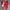 Puma Minimalist Sneakers Pria red photo 3