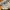 Adidas Streetwear Casual Sneakers Pria cream gray photo 7
