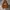 Oioi Casual Hoody Pria brown photo 1