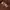 Oioi Casual Hoody Pria brown photo 3