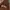 Oioi Casual Hoody Pria brown photo 2