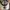 New Era Casual Hat Pria tan photo 4