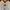 Adidas Streetwear Sportswear Jersey Pria white red photo 2