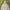 Adidas Sportswear Casual Hoody Pria gray photo 1