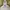 Adidas Sportswear Casual Hoody Pria gray photo 3