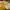Superdry Casual Hoody Pria yellow photo 4