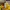 Superdry Casual Hoody Pria yellow photo 3