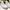 Converse Indie Casual Sneakers Wanita gold white photo 2