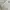Dickies Luxury Minimalist Hoody Pria multicolor photo 2