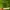 The North Face Gorpcore Hoody Pria green photo 3
