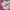 On Running Sportswear Casual Sneakers Wanita white pink photo 2