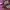 Adidas Streetwear Casual Sneakers Wanita burgundy white photo 2
