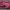 New Balance Sportswear Platform Wanita pink black photo 1