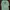 Hanes Casual T-shirt Pria green photo 1
