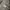 Crocodile Streetwear Casual Puffer jacket Pria tan photo 3