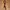 Levi's Minimalist Casual Belt Pria brown photo 1