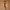 Japanese brand Minimalist Casual Belt Pria brown photo 1